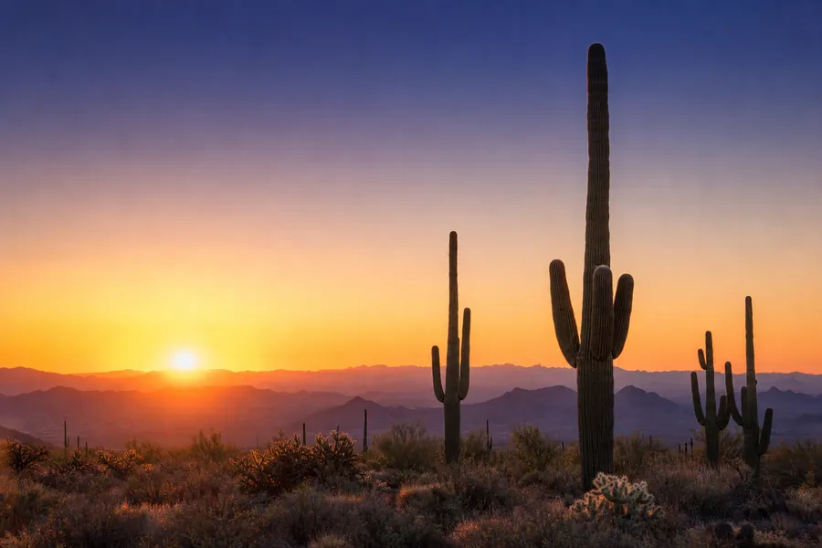Saguaro cactus silhouetted against a Sonoran desert sunrise